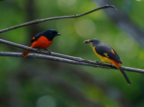 Fiery Minivet (Pericrocotus igneus), photo 6