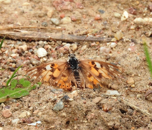 Painted Lady