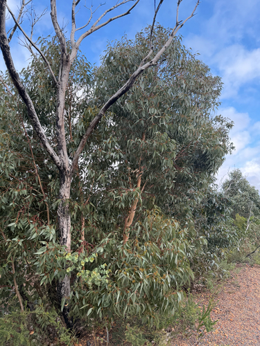 Eucalyptus decipiens observed 2026-08-09