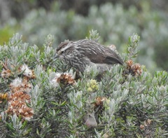 Leptasthenura andicola
