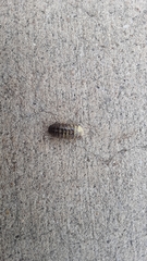 Armadillidium vulgare