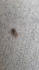 Armadillidium vulgare