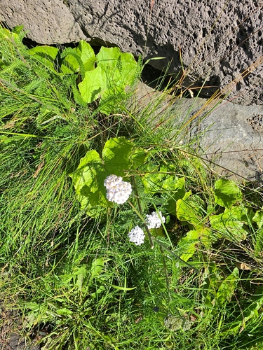 common yarrow
