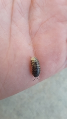 Armadillidium vulgare