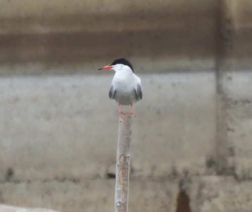 Common Tern
