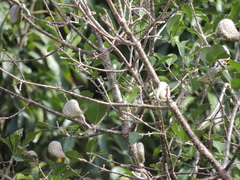 Aspidosperma pyrifolium