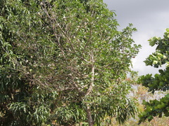 (c) Paulo Nogueira, some rights reserved (CC BY) Aspidosperma pyrifolium, photograph (c) Paulo Nogueira, some rights reserved (CC BY)