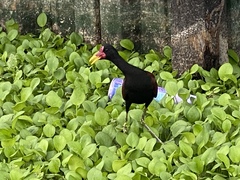 Jacana jacana