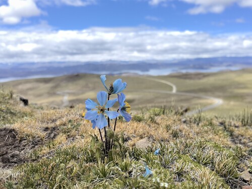 Prickly Blue Poppy