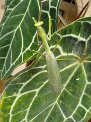 Macromantis nicaraguae