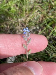 Myosotis stricta