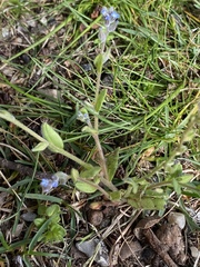 Myosotis stricta