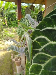 Macromantis nicaraguae