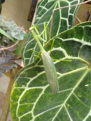 Macromantis nicaraguae