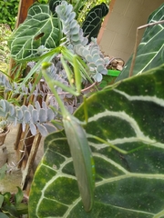 Macromantis nicaraguae