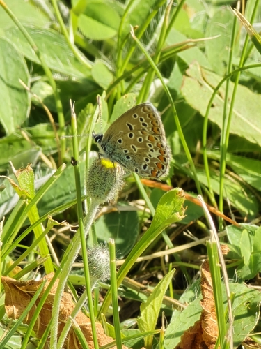 Common Blue
