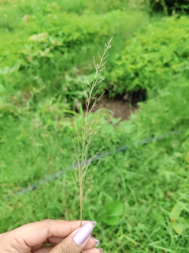 Sporobolus diandrus observed 2026-08-09