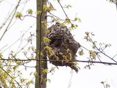 Dolichovespula maculata