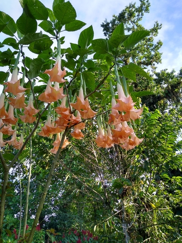 Brugmansia versicolor