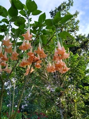 Brugmansia versicolor