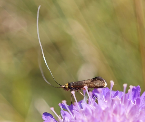 Brassy Longhorn