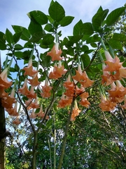 Brugmansia versicolor