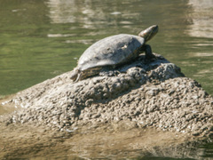 Trachemys gaigeae