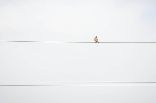 Eurasian Kestrel