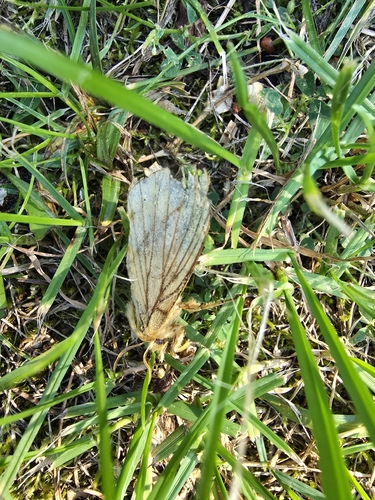 Drinker Moth
