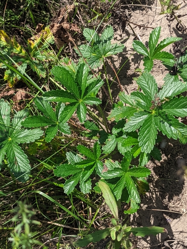 Potentilla thuringiaca, photograph 1