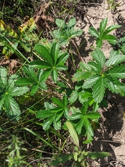 Potentilla thuringiaca