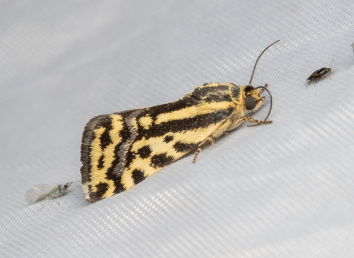 Spotted Sulphur