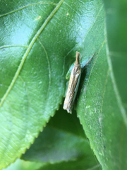 Crambus sperryellus