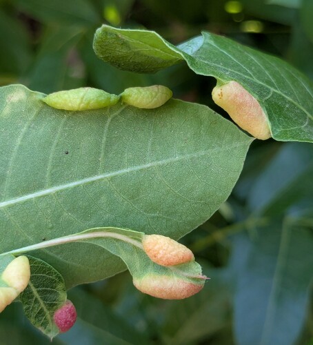 Forda marginata