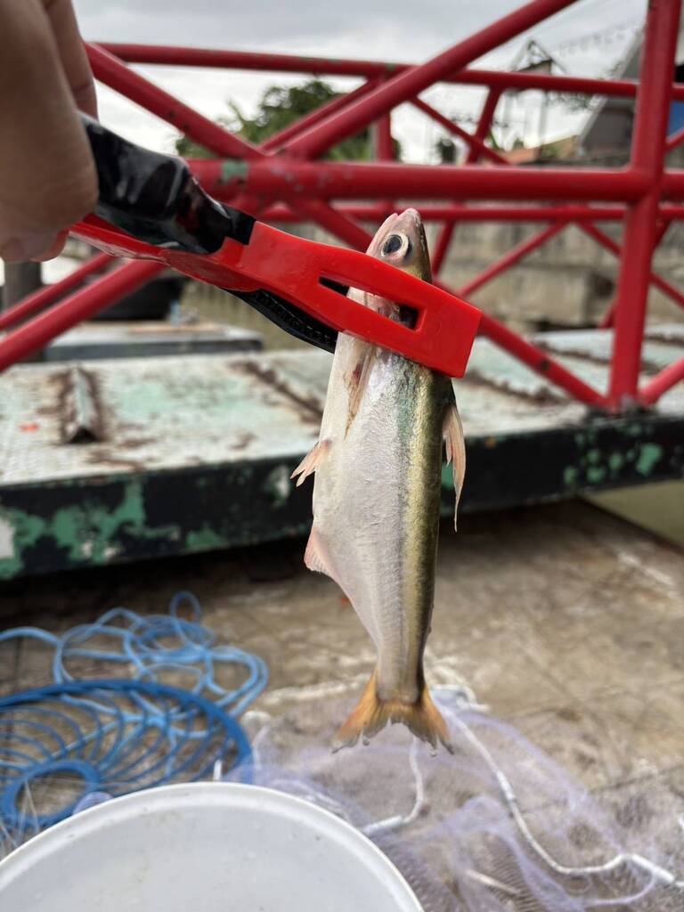 Stripe pangasius (Pseudolais pleurotaenia) — Pangasiidae
