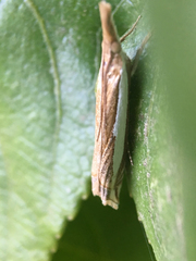 Crambus sperryellus