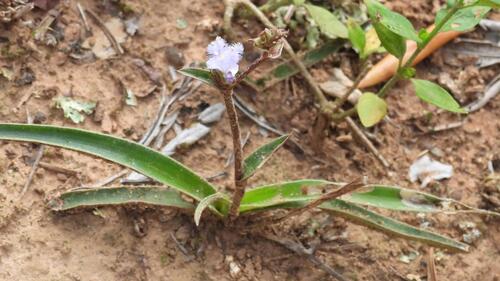 Cyanotis speciosa