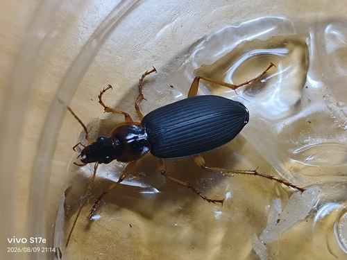 Dolichus halensis