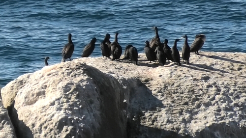 iNaturalist image