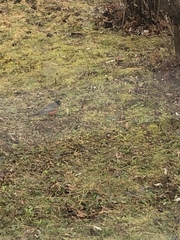 Turdus migratorius image