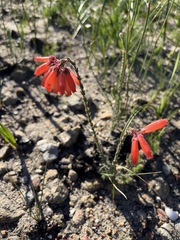 Erica cerinthoides, photograph (c) Charleen Brunke, some rights reserved (CC BY)
