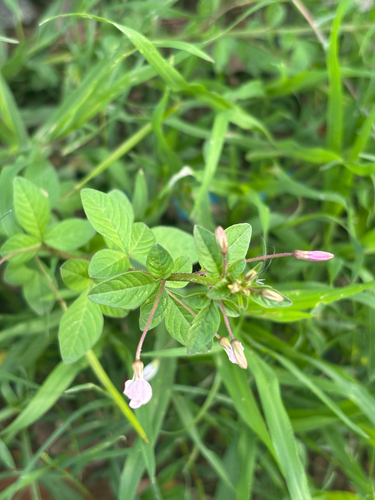 Purple Cleome