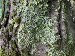 Phaeophyscia leana
