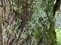 Phaeophyscia leana
