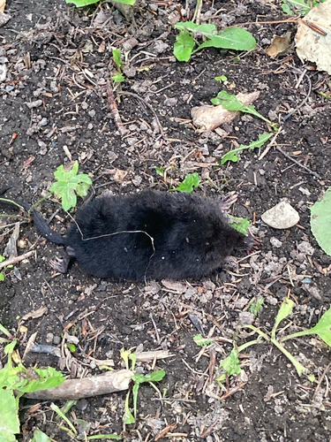 Star-nosed Mole observed by ameliapuchala