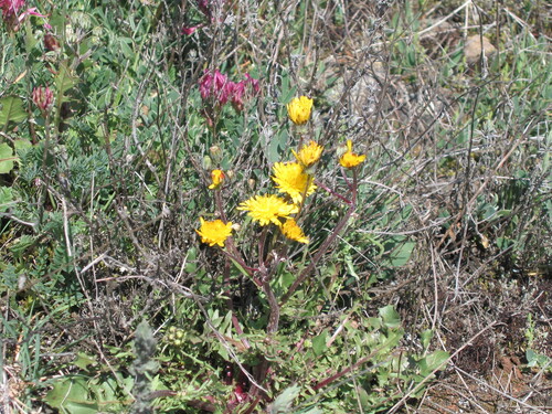 Crepis vesicaria, photograph 6