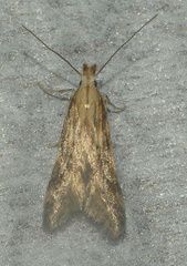 Metzneria lappella
