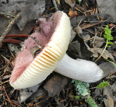 Russula albidula