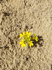 Erysimum asperum