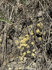 Gyalolechia subbracteata